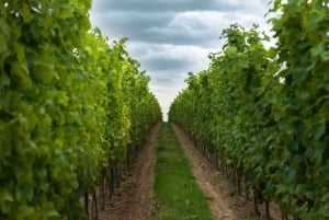 From Krakow: Wine Tasting at Vineyard