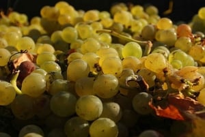 From Krakow: Wine Tasting at Vineyard