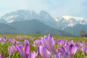 Vanuit Krakau: Zakopane & Tatra-gebergte kaasproeverij