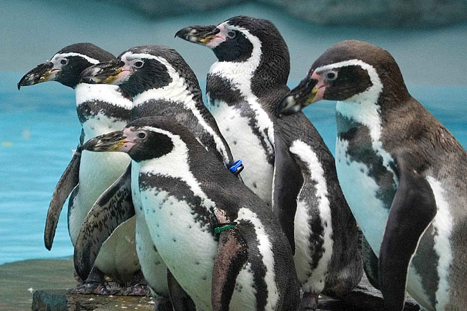 Von Krakau aus: Zooausflug mit privatem Luxustransfer