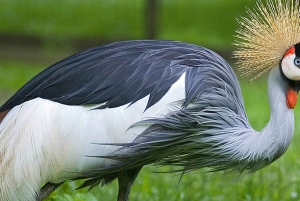 Von Krakau aus: Zooausflug mit privatem Luxustransfer