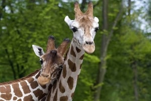 Vanuit Krakau: dierentuintrip met transfer
