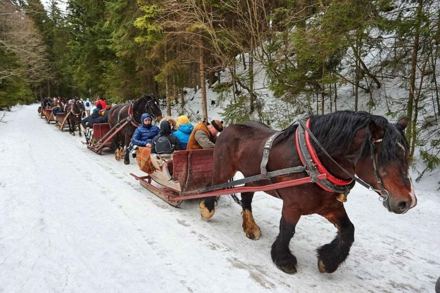 Paseo en trineo tirado por caballos de 2-3 horas con aguas termales o combinados con Zakopane.