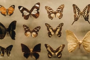 Krakow: Living Butterflies Museum ''House Of Attractions''