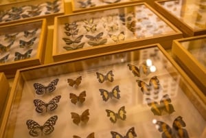 Krakow: Living Butterflies Museum ''House Of Attractions''