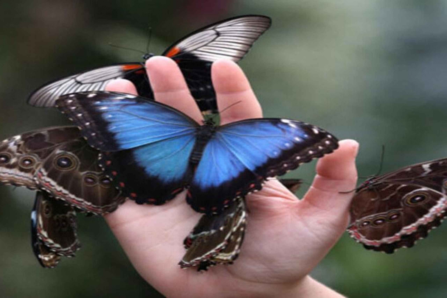 Krakow: Museum of Living Butterflies 2+1