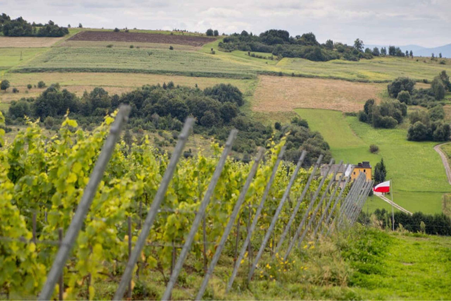 Cracóvia: tour particular pelos campos de lavanda e degustação de vinhos