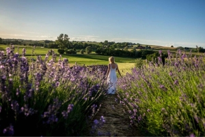 Cracóvia: tour particular pelos campos de lavanda e degustação de vinhos