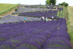 Cracóvia: tour particular pelos campos de lavanda e degustação de vinhos