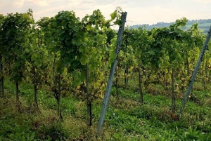 Cracóvia: tour particular pelos campos de lavanda e degustação de vinhos