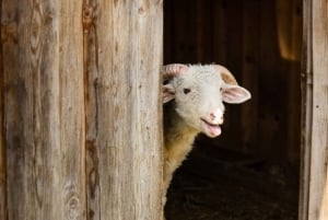 Cracóvia: Eslováquia Treetop Walk & Zakopane Tour (serviço de busca no hotel)