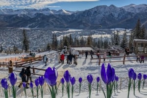 Krakow: Zakopane linbana, vodka, ost och varma källor