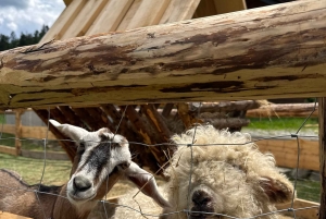 Krakova: Zakopane-hevosretki ja kylpyläpäivä