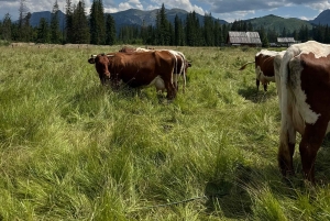 Krakova: Zakopane-hevosretki ja kylpyläpäivä