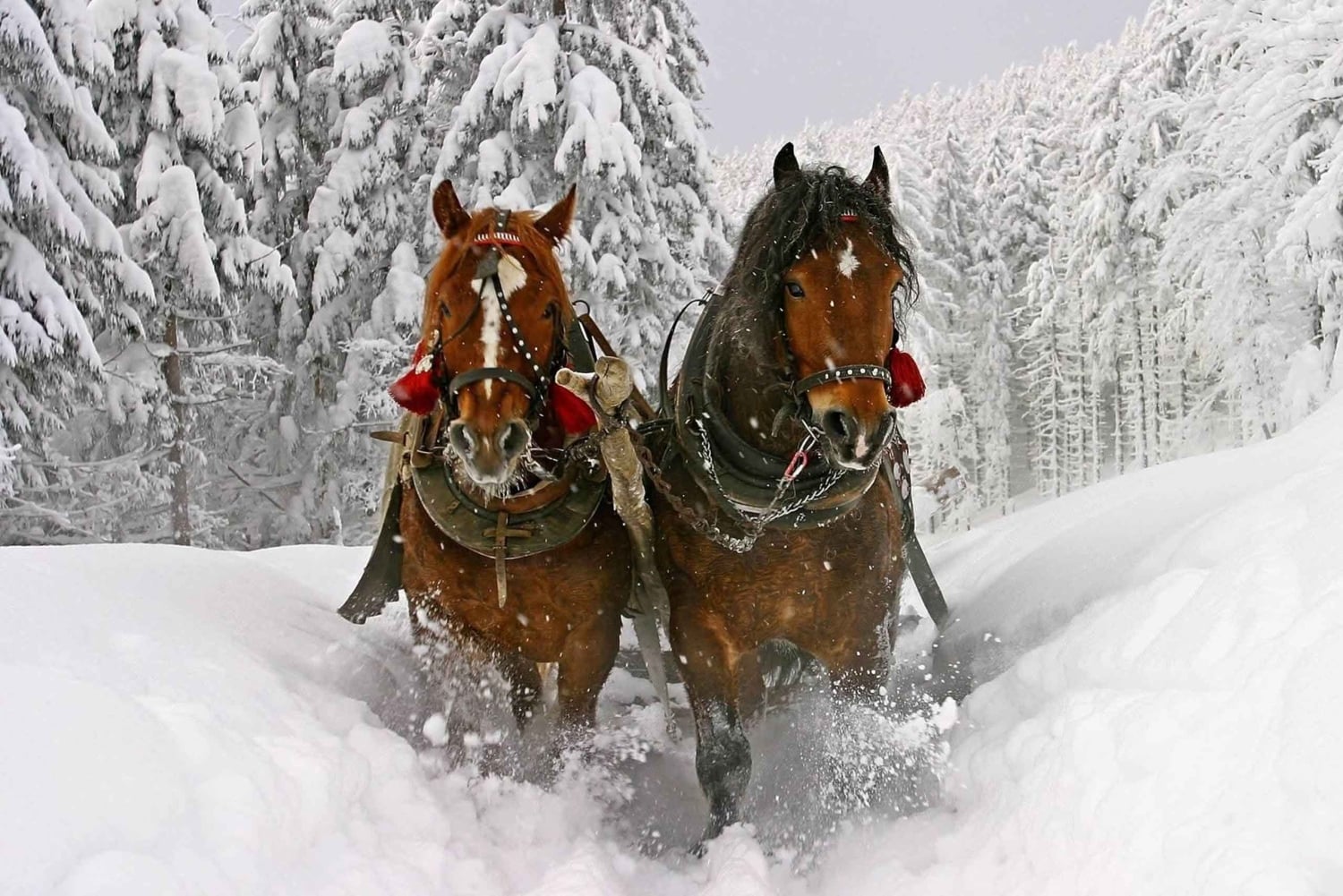Cracóvia: Zakopane Snowmobile & Kulig Viagem de um dia com jantar