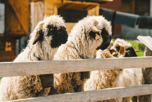 Krakow: Zakopane, taubane, smaking, dagstur til termiske bad