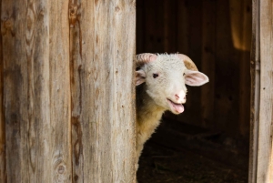 Krakow: Zakopane-tur med svævebane, smagsprøver og afhentning på hotel