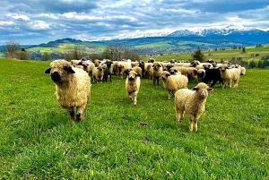 Krakow: Zakopane-tur med svævebane, smagsprøver og afhentning på hotel