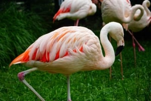 Krakau: dierentuintour met privévervoer en kaartjes