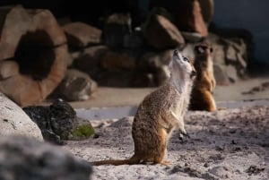 Krakau: Zoo Tour mit privatem Transport und Tickets