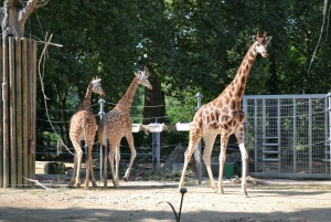 Kraków: wycieczka do zoo z prywatnym transportem i biletami