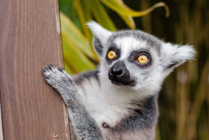 Krakau: Zoo mit Hotelabholung