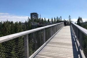 Slovakia: Treetop Walk & Thermal baths from Krakow
