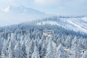 Slovakia: Treetop Walk & Thermal baths from Krakow