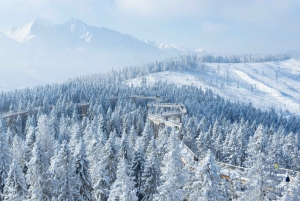 Slovakia: Treetop Walk & Thermal Baths from Krakow
