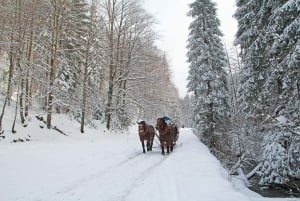 Zakopane: Horse-Drawn Rides with Local Guide & Food Tasting