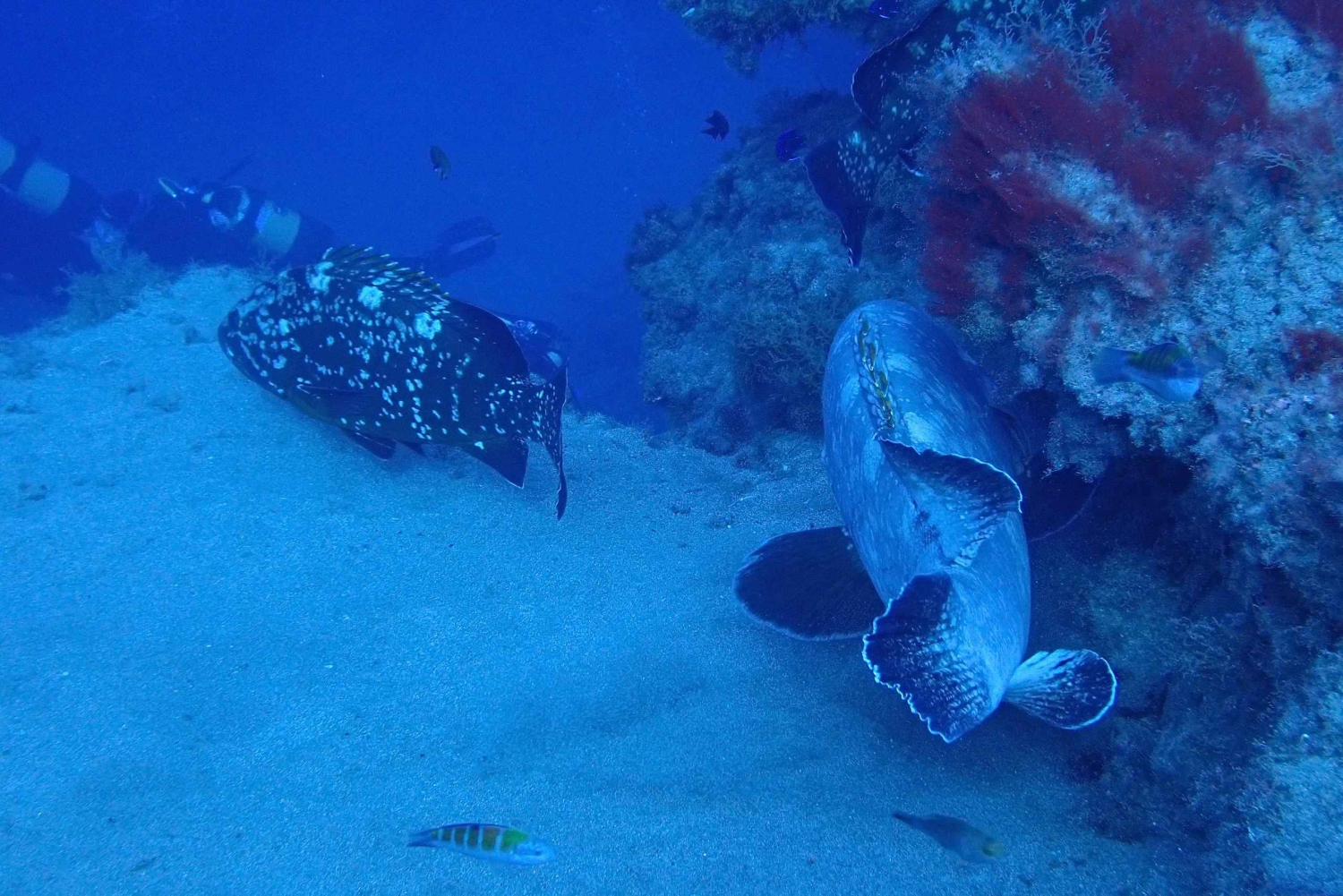 2 PRIVATA GUIDADE DYK