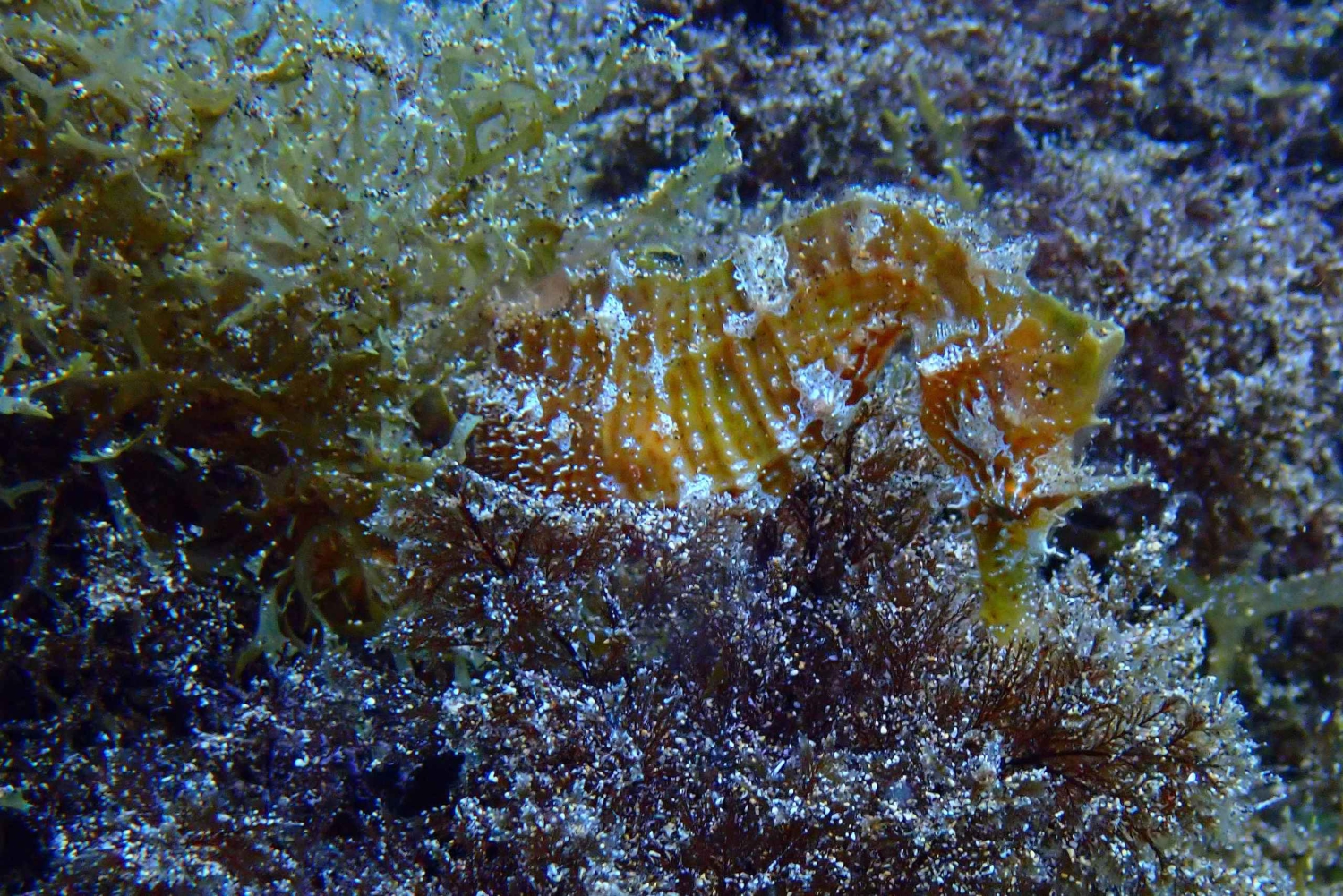 2 PRIVATA GUIDADE DYK