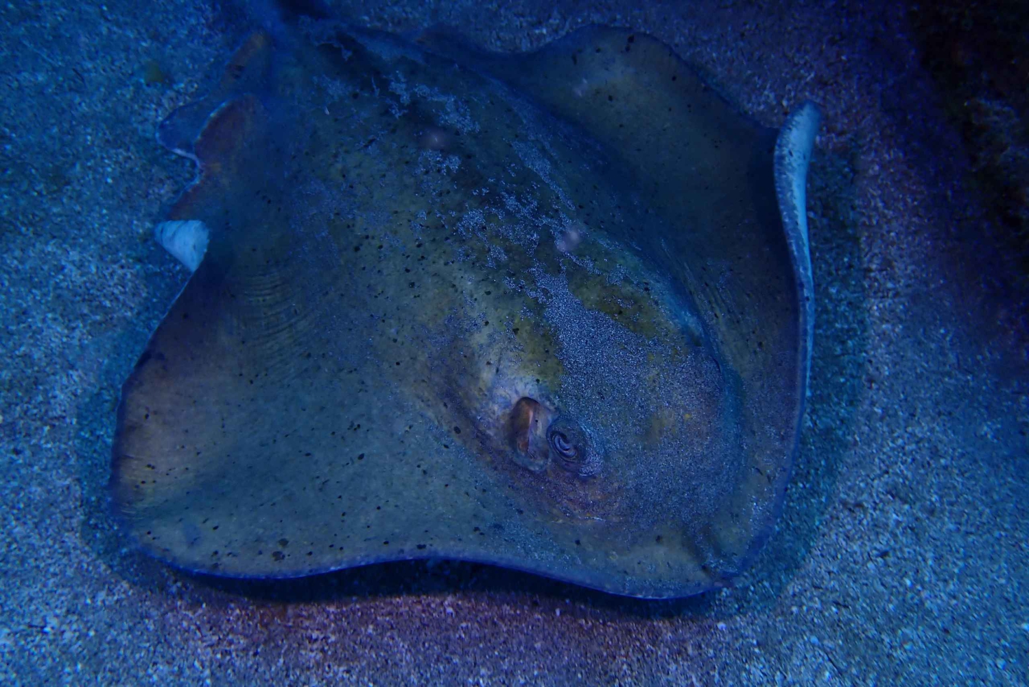 2 PRIVATA GUIDADE DYK