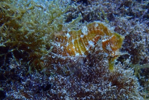 2 PRIVATA GUIDADE DYK