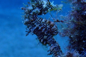 2 PRIVATA GUIDADE DYK