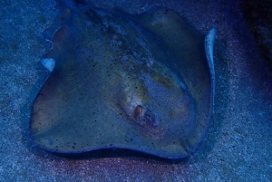 2 PRIVATA GUIDADE DYK