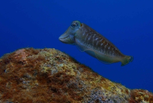 2 PRIVATA GUIDADE DYK