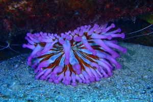 2 PRIVATA GUIDADE DYK