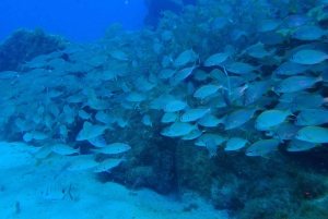 2 PRIVATA GUIDADE DYK