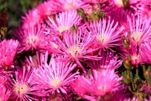 Cesar Manriques Lanzarote-tur med kaktushave og LagOmar