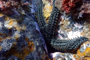 Costa Teguise: Guided 2-hour Snorkeling Tour for all levels