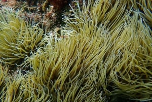 Costa Teguise: Guided 2-hour Snorkeling Tour for all levels