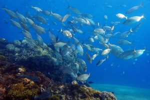 Costa Teguise: Guided 2-hour Snorkeling Tour for all levels