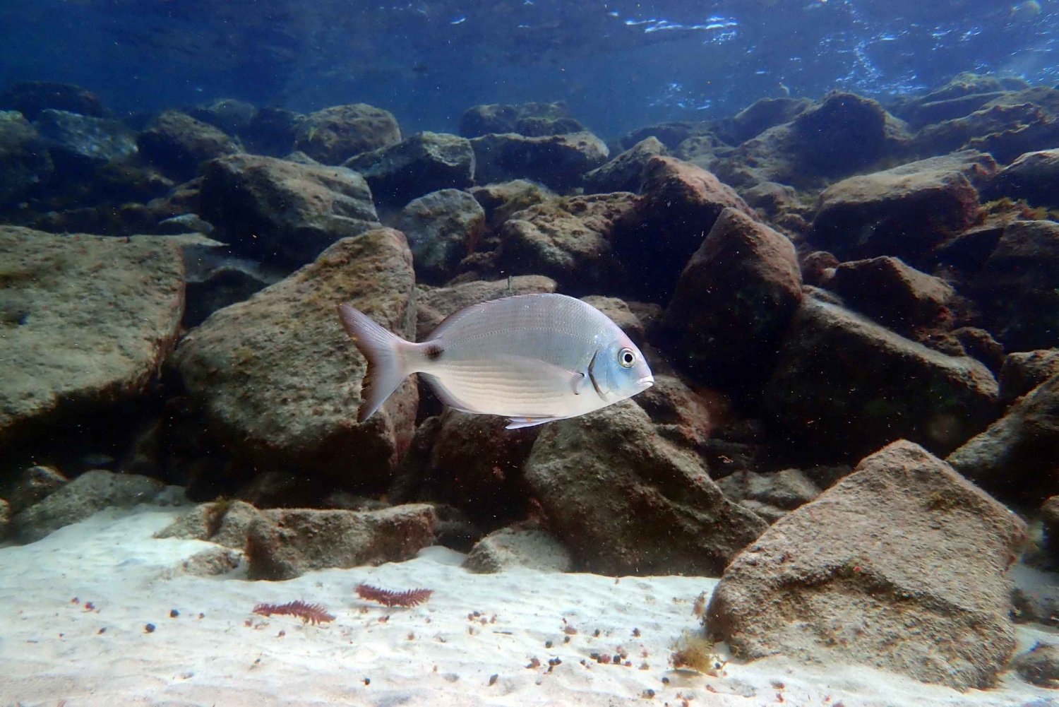 Costa Teguise: Snorkeling Tour with Instructor & Equipment