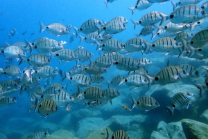 Costa Teguise: Snorkeltur med instruktör och utrustning