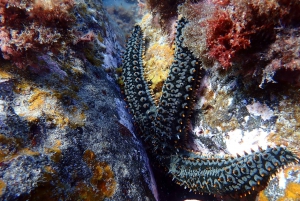 Costa Teguise: Snorkeltur med instruktör och utrustning