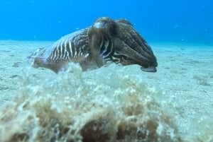 Spróbuj nurkowania i przeżyj niezapomniane chwile na Lanzarote