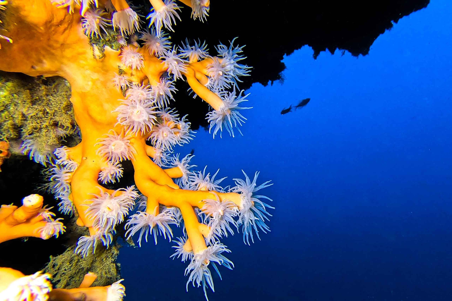 Plongée à Lanzarote - 2 plongées guidées pour les plongeurs certifiés