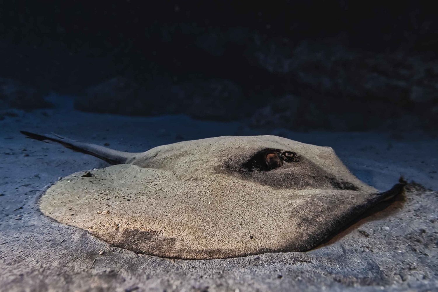 Plongée à Lanzarote - 2 plongées guidées pour les plongeurs certifiés