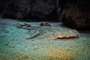 Tauchen auf Lanzarote - 2 geführte Tauchgänge für zertifizierte Taucher